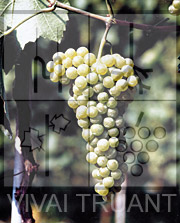 Foto di un grappolo d'uva di Chardonnay GM1